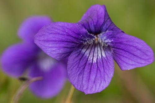 Photo of the flower of Sand Violet, a Species of Greatest Conservation Need in Connecticut.