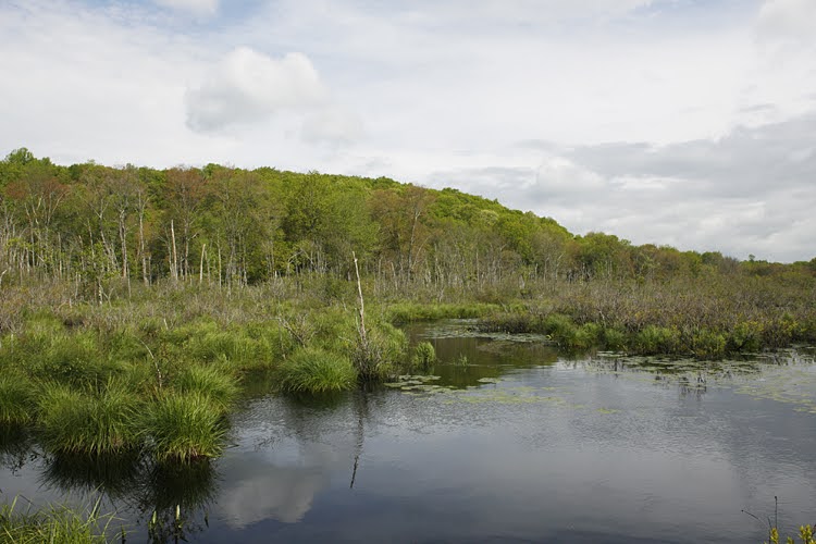 Wetland Habitat in Connecticut