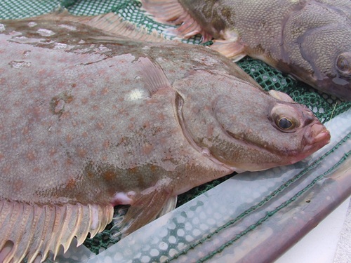 A photo of a Winter Flounder resting out of water on a fishing net.