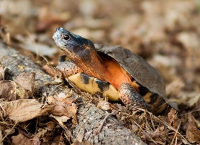Wood Turtle, a Species of Greatest Conservation Need in Connecticut. Photo of a Wood Turtle on pine needles and leaf litter. This is a Species of Greatest Conservation Need in Connecticut.