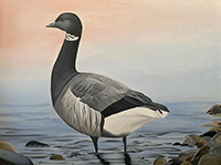 Image of the Conservation Edition Print of the 2023 Connecticut Duck Stamp.