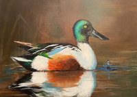 2025 Connecticut Migratory Bird Conservation Stamp featuring a northern shoveler painted by Alice Han.