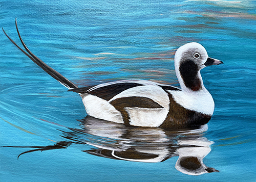 Connecticut Junior Duck Stamp Art Contest