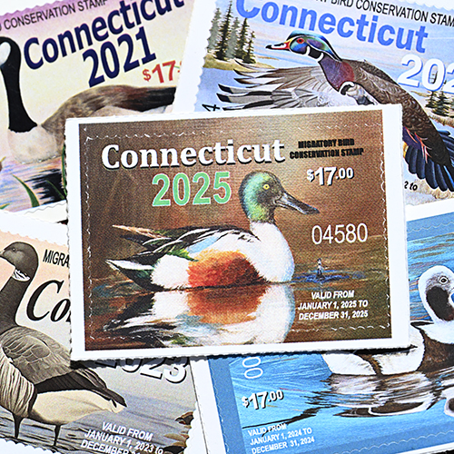 Connecticut Migratory Bird Stamp Collage