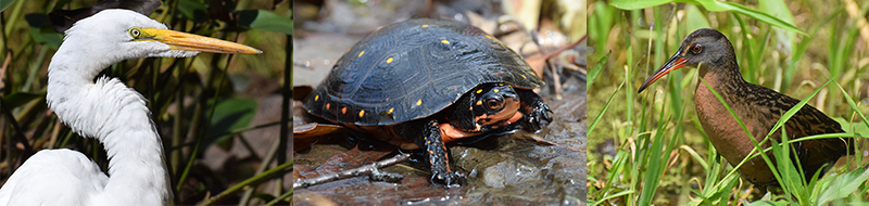 Connecticut Wetland Species