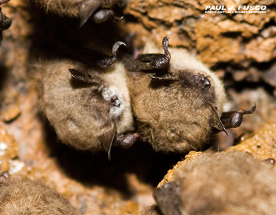 Little brown bats with white-nose syndrome hibernating in a Connecticut mine.