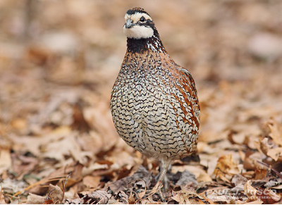 Bobwhite