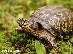 Eastern box turtle