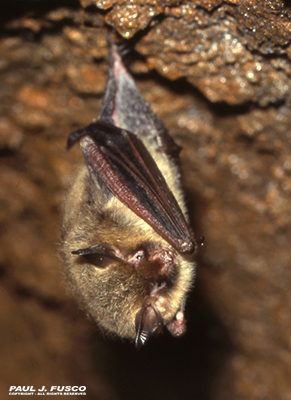 Northern Long-Eared Bat Northern long-eared bat
