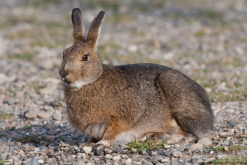 Snowshoe hare