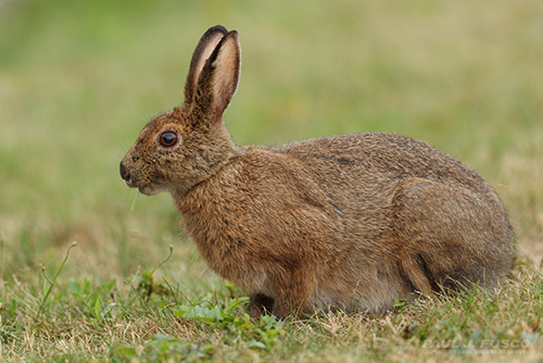 Snowshoe hare