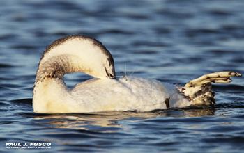 Red-throated Loon