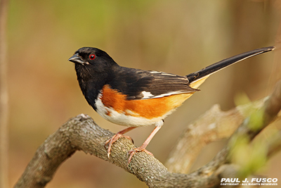 Eastern Towhee