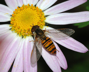 Hoverfly on flower.
