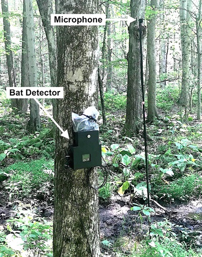 Bat Acoustic Monitoring Program