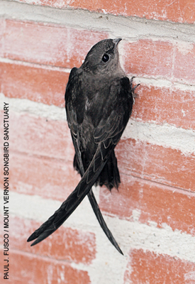 Chimney swift