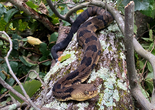 Photo of a Timber Rattlesnake resting on a downed tree trunk.