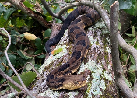 Timber Rattlesnake, a Species of Greatest Conservation Need in Connecticut. Photo of a Timber Rattlesnake resting on a downed tree trunk.