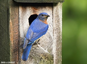 Eastern Bluebird