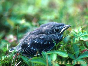 Fledgling