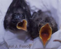 Nestling