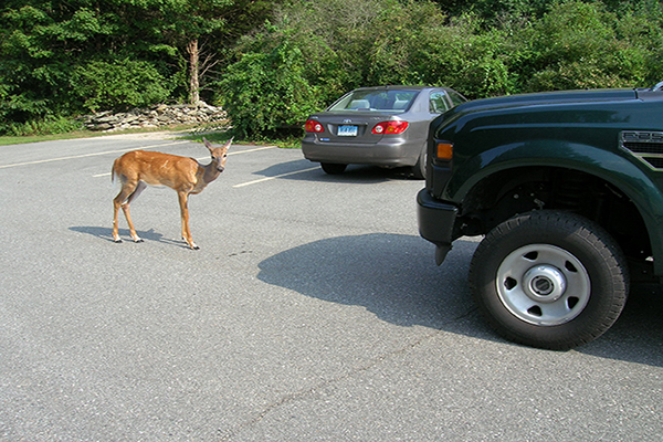 Deer standing in front of a vehicle.
