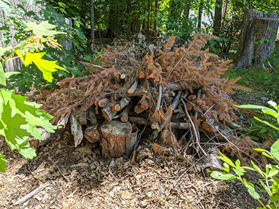 Brushpile for wildlife