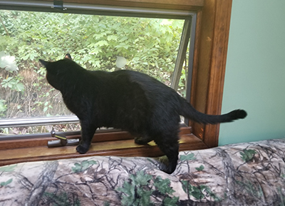 Cat looking out window.