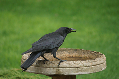 Crow softening food in a bird bath.