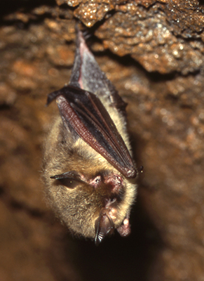 Northern Long-eared Bat, a Species of Greatest Conservation Need in Connecticut. Photo of a Northern Long-eared Bat hanging from the ceiling of a cave. This is a Species of Greatest Conservation Need in Connecticut.