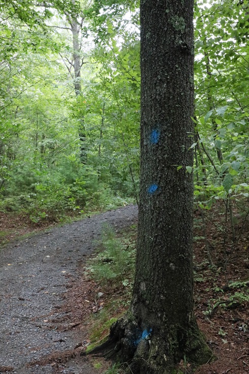 Hazard Tree at Sessions Wildlife Management Area