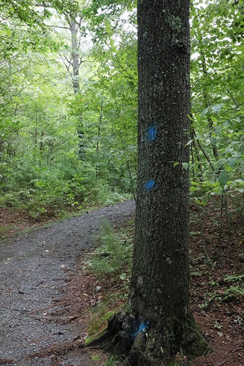 Hazard Tree at Sessions Wildlife Management Area