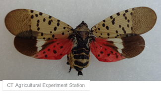 Spotted Lantern Fly - Full