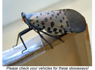 Spotted Lantern Fly - Side View