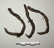 A fragment of bast (such as flax) yarn.