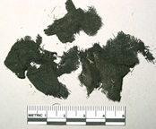 A fragment of carbonized homespun textile made from bast (such as flax) and cotton.
