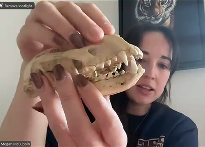 Screenshot from webinar of Megan McCubbin holding an animal skull