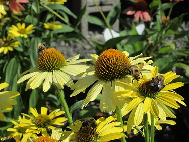 A photograph of a group of yellow coneflowers. The flowers are being visited by bumble bees (genus Bombus).