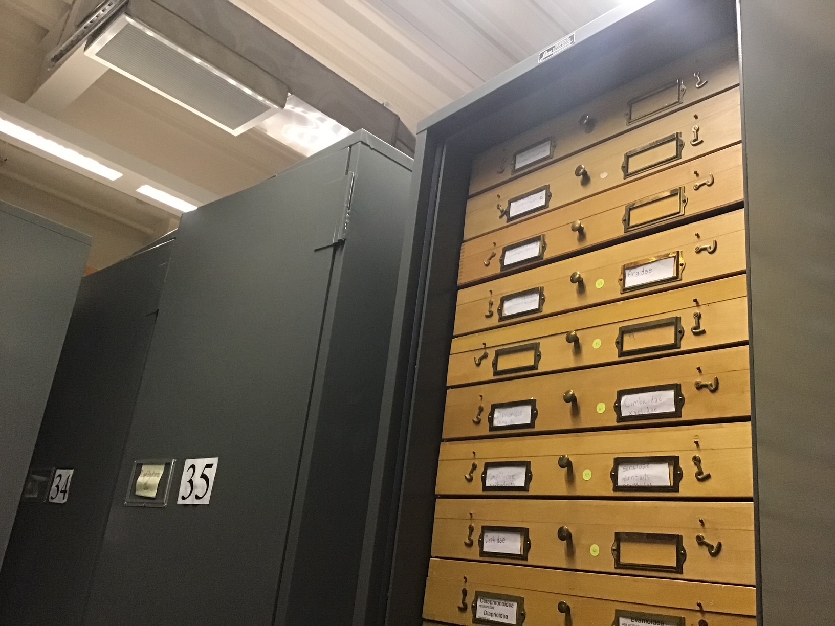 Three tall collection cabinets in the insect collections room.  One cabinet's door is open, revealing labelled Cornell drawers.
