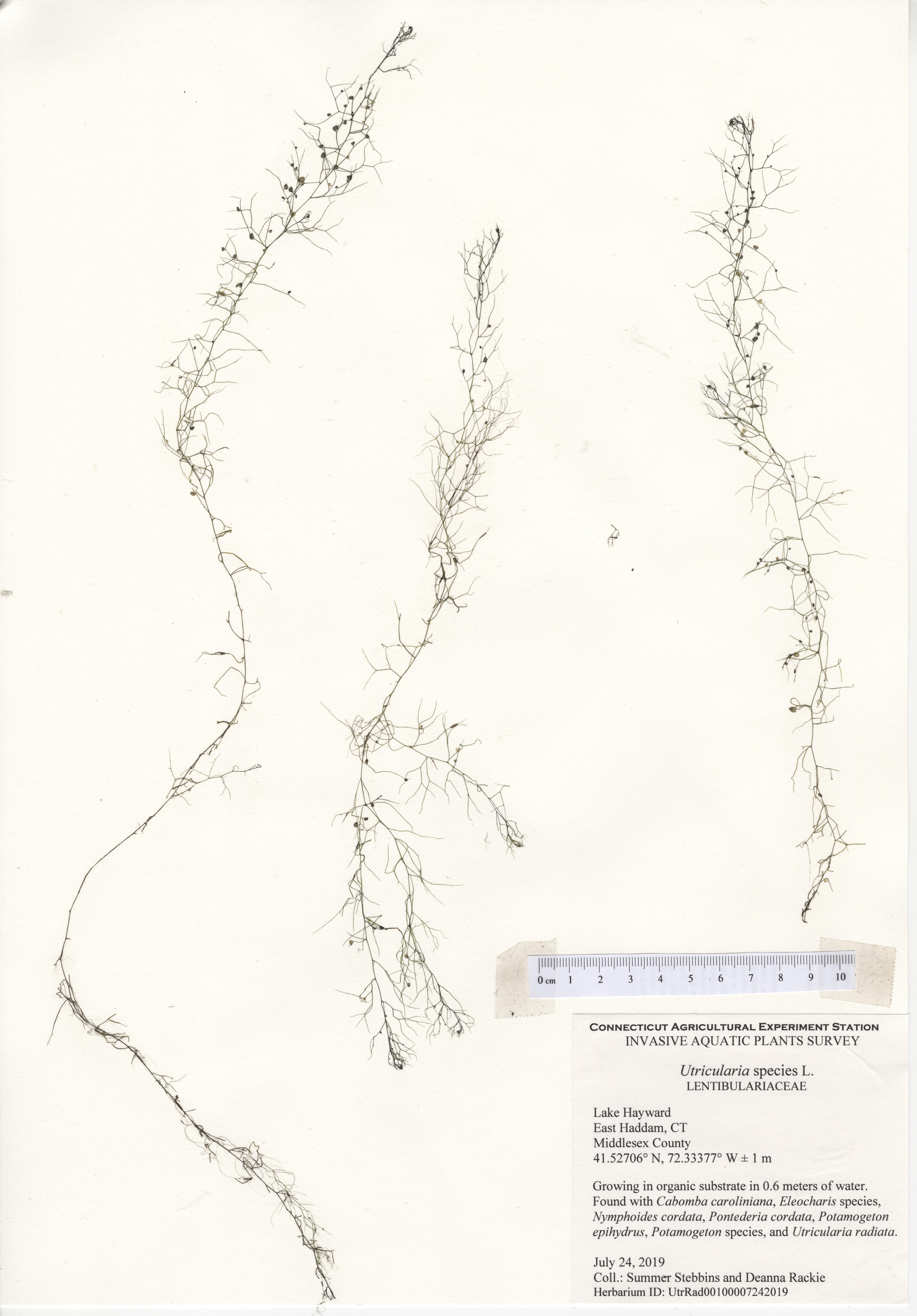UtrSpp from Lake Hayward in 2019