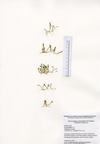 Glossostigma cleistanthum, Bashan Lake in East Haddam, October 5, 2016