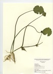 Hydrocotyle species, Private Pond in New Haven, May 14, 2010