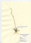 Lobelia dortmanna, Cedar Lake in Chester, September 5, 2010