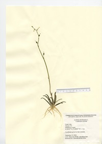 Lobelia dortmanna, Cedar Lake in Chester, September 5, 2010