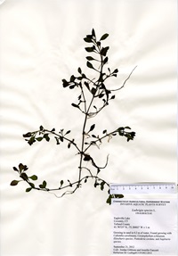Ludwigia species, Eagleville Lake in Coventry, September 21, 2012