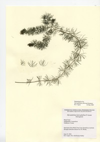 Myriophyllum sibiricum, Black Pond in Middlefield, June 25, 2004