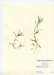 Potamogeton friesii, Lake Wononscopomuc in Salisbury, September 16, 2004