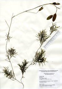 Potamogeton gramineus, Gardner Lake in Bozrah July 15, 2015