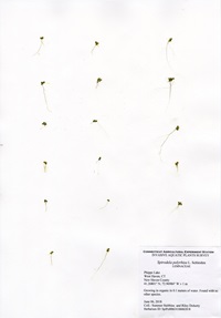 Spirodela polyrhiza, Phipps Lake in West Haven, June 6, 2018