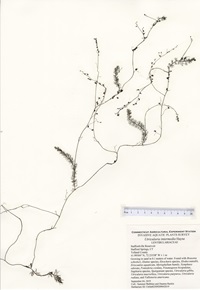 Utricularia intermedia, Staffordville Reservoir in Stafford Springs, September 4, 2019